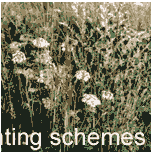 planting schemes